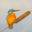 Ijsvogel